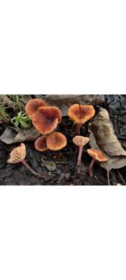 꼬마배꼽젖버섯 (Lactarius omphaliiformis Romagn.)