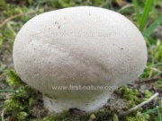 목장말불버섯 (Lycoperdon pratense Pers.  > Lycoperdon hiemale Bull.)