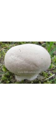 목장말불버섯 (Lycoperdon pratense Pers.  > Lycoperdon hiemale Bull.)