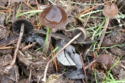 송곳말똥버섯 (Panaeolus acuminatus (Schaeff.) Quél.)