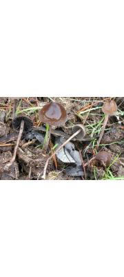송곳말똥버섯 (Panaeolus acuminatus (Schaeff.) Quél.)