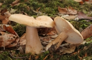 색바랜젖버섯 (Lactarius pallidus Pers.)