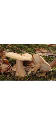 색바랜젖버섯 (Lactarius pallidus Pers.)