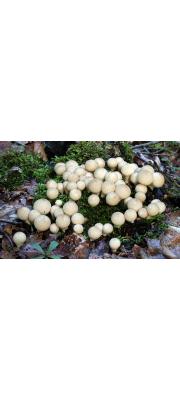 좀말불버섯 (Lycoperdon pyriforme Schaeff.)