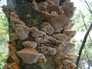 반달버섯(노란반달버섯) (Hapalopilus rutilans (Pers.) P. Karst.)
