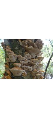 반달버섯(노란반달버섯) (Hapalopilus rutilans (Pers.) P. Karst.)