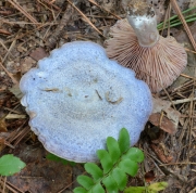 녹변젖버섯 (Lactarius paradoxus Beradslee & BurLactarius)