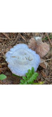 녹변젖버섯 (Lactarius paradoxus Beradslee &amp; BurLactarius)