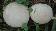 경단말불버섯(경단버섯) (Lycoperdon radicatum Dur. & Mont.  > Bovistella radicata (Dur. & Mont.) Pat.)