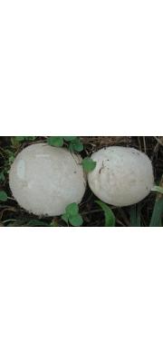 경단말불버섯(경단버섯) (Lycoperdon radicatum Dur. &amp; Mont.  > Bovistella radicata (Dur. &amp; Mont.) Pat.)