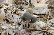 말똥버섯아재비 (Panaeolus fimicola (Pers.) Gill.)