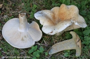 후추젖버섯 (Lactarius pergamenus (Sw.) Fr.)