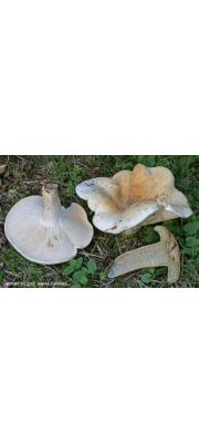 후추젖버섯 (Lactarius pergamenus (Sw.) Fr.)
