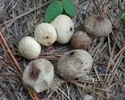 도토리말불버섯 (Lycoperdon rimulatum Peck)