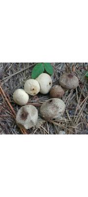 도토리말불버섯 (Lycoperdon rimulatum Peck)