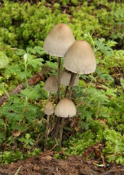 말똥버섯(퇴비말똥버섯, 좀말똥버섯, 목장말똥버섯) (Panaeolus papilionaceus (Bull.) Quél.  > Panaeolus papilionaceus (Bull.) Quél. var. papilionaceus  > Panaeolus retirugis  > Panaeolus campanulatus var. sphinctrinus > Panaeolus sphinctrinus (Fr.) Quél.)