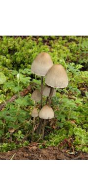말똥버섯(퇴비말똥버섯, 좀말똥버섯, 목장말똥버섯) (Panaeolus papilionaceus (Bull.) Quél.  > Panaeolus papilionaceus (Bull.) Quél. var. papilionaceus  > Panaeolus retirugis  > Panaeolus campanulatus var. sphinctrinus > Panaeolus sphinctrinus (Fr.) Quél.)