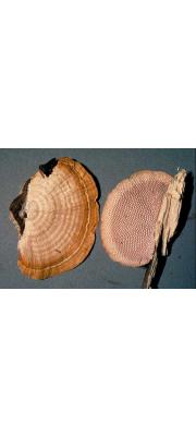 가는육각구멍버섯(가는도장버섯) (Hexagonia tenuis (Hook.) Fr. >Daedaleopsis tenuis (Hook.) Imaz.)