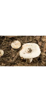 젖버섯(굴털이젖버섯) (Lactarius piperatus (Lactarius) Pers.)