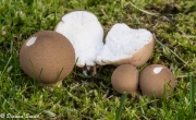 살색가시말불버섯(살색가시말불버섯아재비) (Lycoperdon subincarnatum Peck  > Morganella subincarnata (Pk.) Kreisel & Dring)