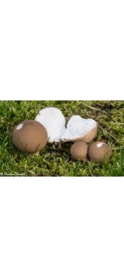 살색가시말불버섯(살색가시말불버섯아재비) (Lycoperdon subincarnatum Peck  > Morganella subincarnata (Pk.) Kreisel &amp; Dring)