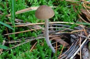잔디말똥버섯 (Panaeolus reticulatus Overh.)