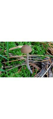 잔디말똥버섯 (Panaeolus reticulatus Overh.)