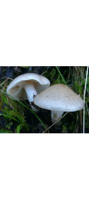 배착잣버섯 (Lentinus adhaerens (Alb. &amp; Schw.) Fr.)
