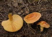 낙엽송젖버섯 (Lactarius porninsis Rolland)