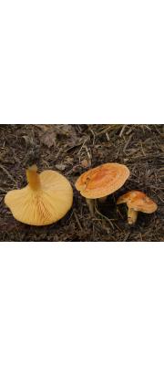 낙엽송젖버섯 (Lactarius porninsis Rolland)