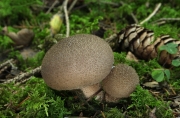 너도말불버섯 (Lycoperdon umbrinum Pers.)