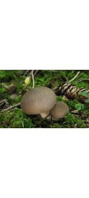 너도말불버섯 (Lycoperdon umbrinum Pers.)