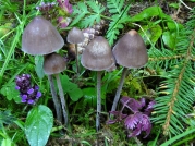 긴대말똥버섯 (Panaeolus rickenii Hora  > Panaeolus acuminatus var. rickenii (Hora) Roux, Gercia & Charret)