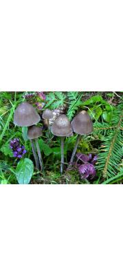 긴대말똥버섯 (Panaeolus rickenii Hora  > Panaeolus acuminatus var. rickenii (Hora) Roux, Gercia &amp; Charret)