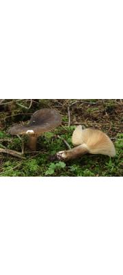 완두색젖버섯 (Lactarius picinus Cooke)