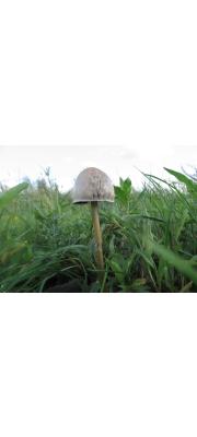 계란말똥버섯(계란모자버섯) (Panaeolus semiovatus (Sow.) Lund. &amp; Nannf.  > Panaeolus semiovatus (Sow.) Lund. &amp; Nannf. var. semiovatus  > Anellaria semiovata)
