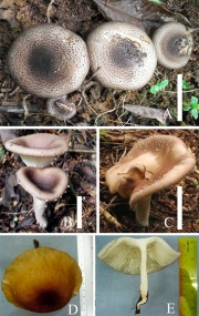 큰잣버섯 (Lentinus giganteus Berk.)