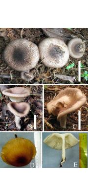 큰잣버섯 (Lentinus giganteus Berk.)