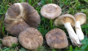 가죽색젖버섯 (Lactarius pterosporus Romagn.)
