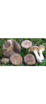 가죽색젖버섯 (Lactarius pterosporus Romagn.)