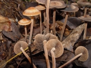 검은띠말똥버섯 (Panaeolus subbaltetus (Berk. & Br.) Sacc.)