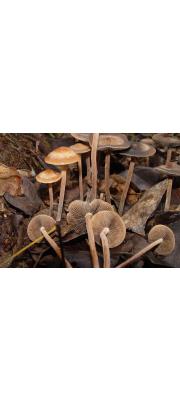 검은띠말똥버섯 (Panaeolus subbaltetus (Berk. &amp; Br.) Sacc.)