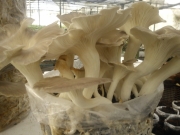 여름잣버섯(여름느타리) (Lentinus sajor-caju (Fr.) Fr. > Pleurotus sajor-caju (Fr.) Sing.)