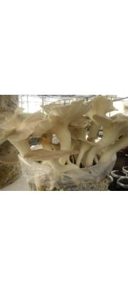 여름잣버섯(여름느타리) (Lentinus sajor-caju (Fr.) Fr. > Pleurotus sajor-caju (Fr.) Sing.)