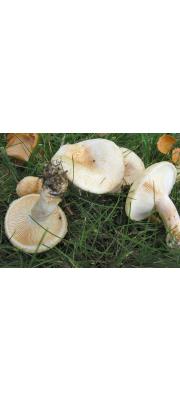 솜털젖버섯 (Lactarius pubescens Fr.)
