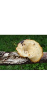 향기잣버섯_향기잣버섯속으로 변경 (Lentinus sauavissimus Fr.)