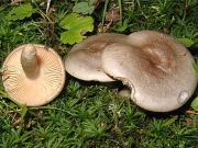 개암젖버섯 (Lactarius pyrogalus (BulLactarius) Fr.)