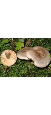 개암젖버섯 (Lactarius pyrogalus (BulLactarius) Fr.)