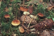 맛솔방울버섯 (Strobilurus stephanocystis (Hora) Sing.)