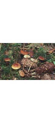 맛솔방울버섯 (Strobilurus stephanocystis (Hora) Sing.)